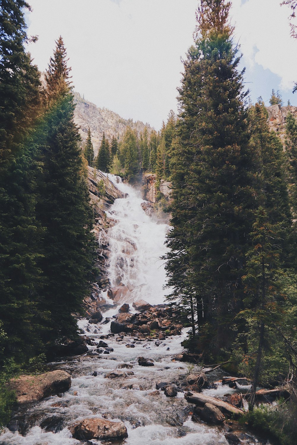 green pine trees near river during daytime