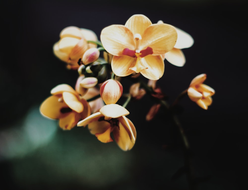 gelb-weiße Mottenorchideen in Blüte Nahaufnahme