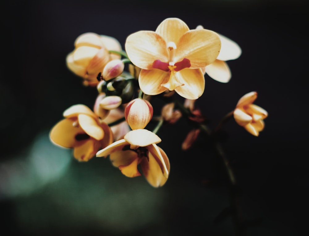 yellow and white moth orchids in bloom close up photo