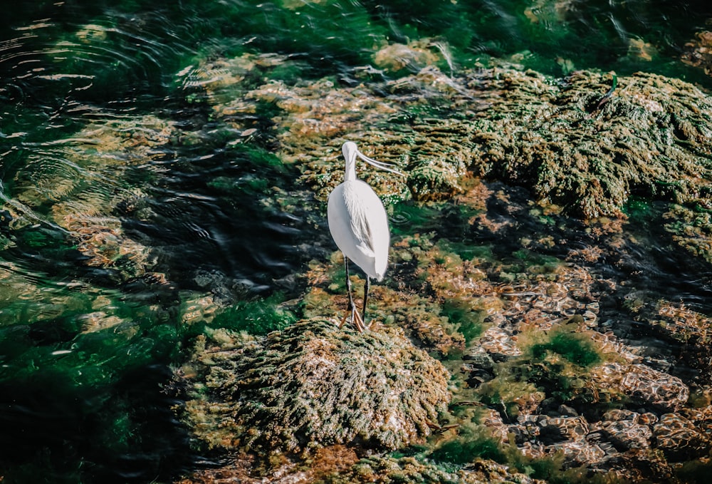 oiseau blanc sur herbe brune