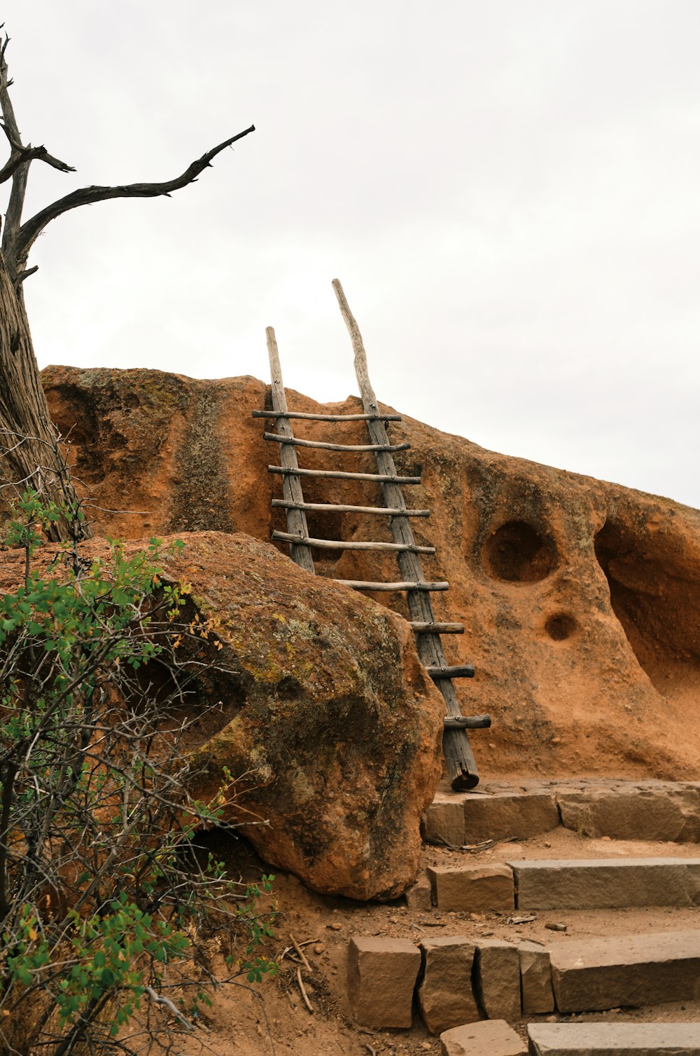 brown bare tree on brown rock formation during daytime