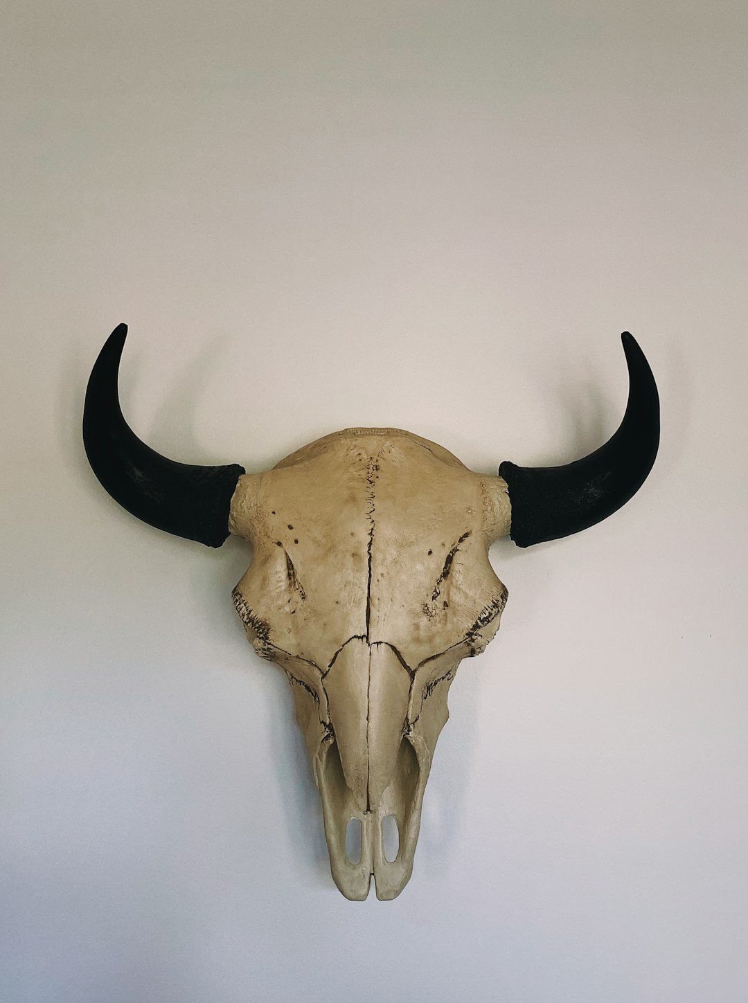 black and white animal skull wall decor