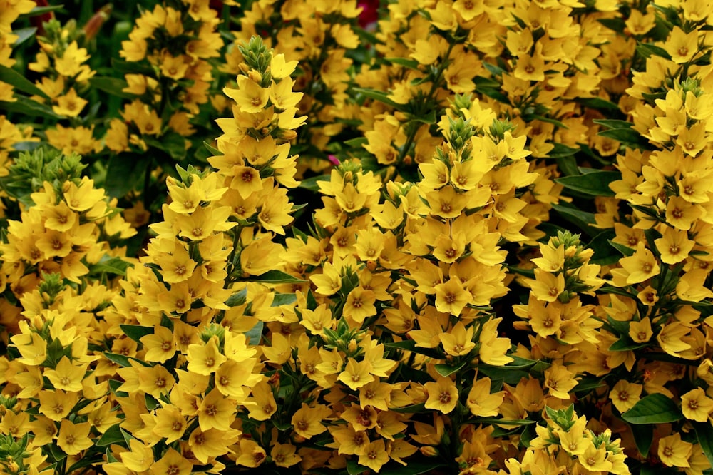 녹색 잎이있는 노란 꽃
