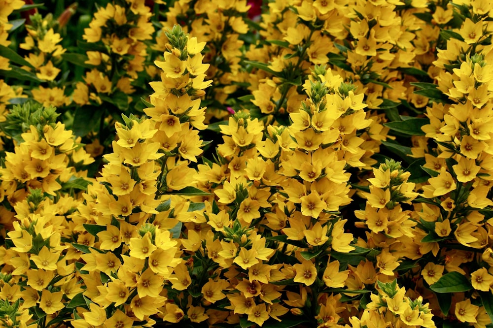 yellow flowers with green leaves