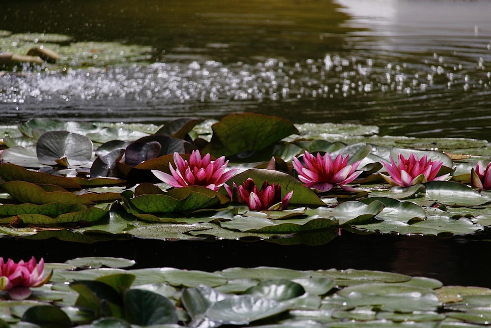 水に咲くピンクの蓮の花