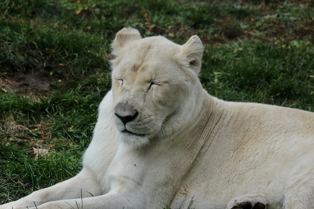 white lioness lying on green grass during daytime
