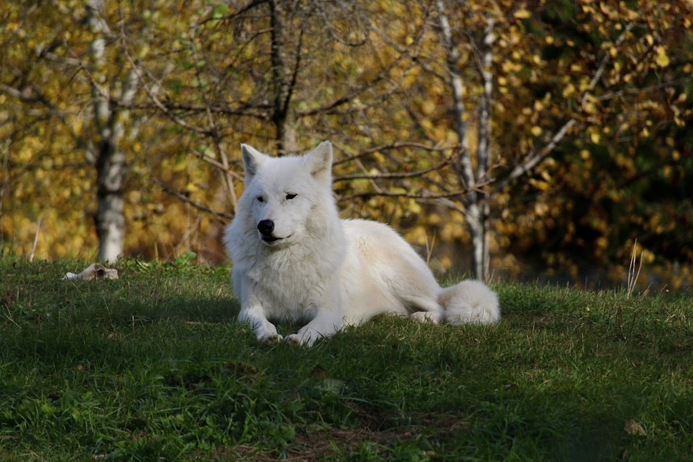 white wolf on green grass field near brown trees during daytime