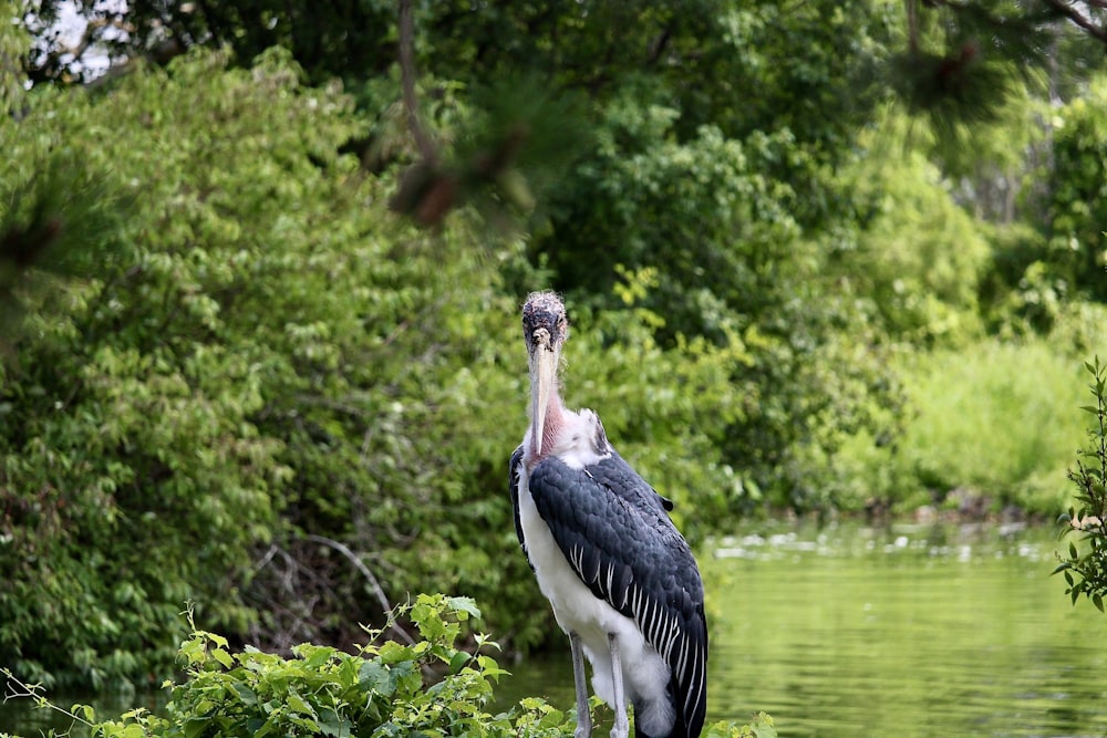 black and white pelican flying over the river during daytime