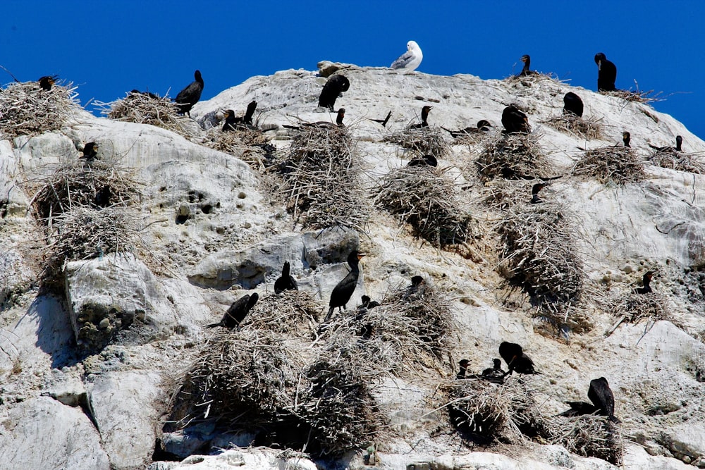 group of people on gray rock formation during daytime