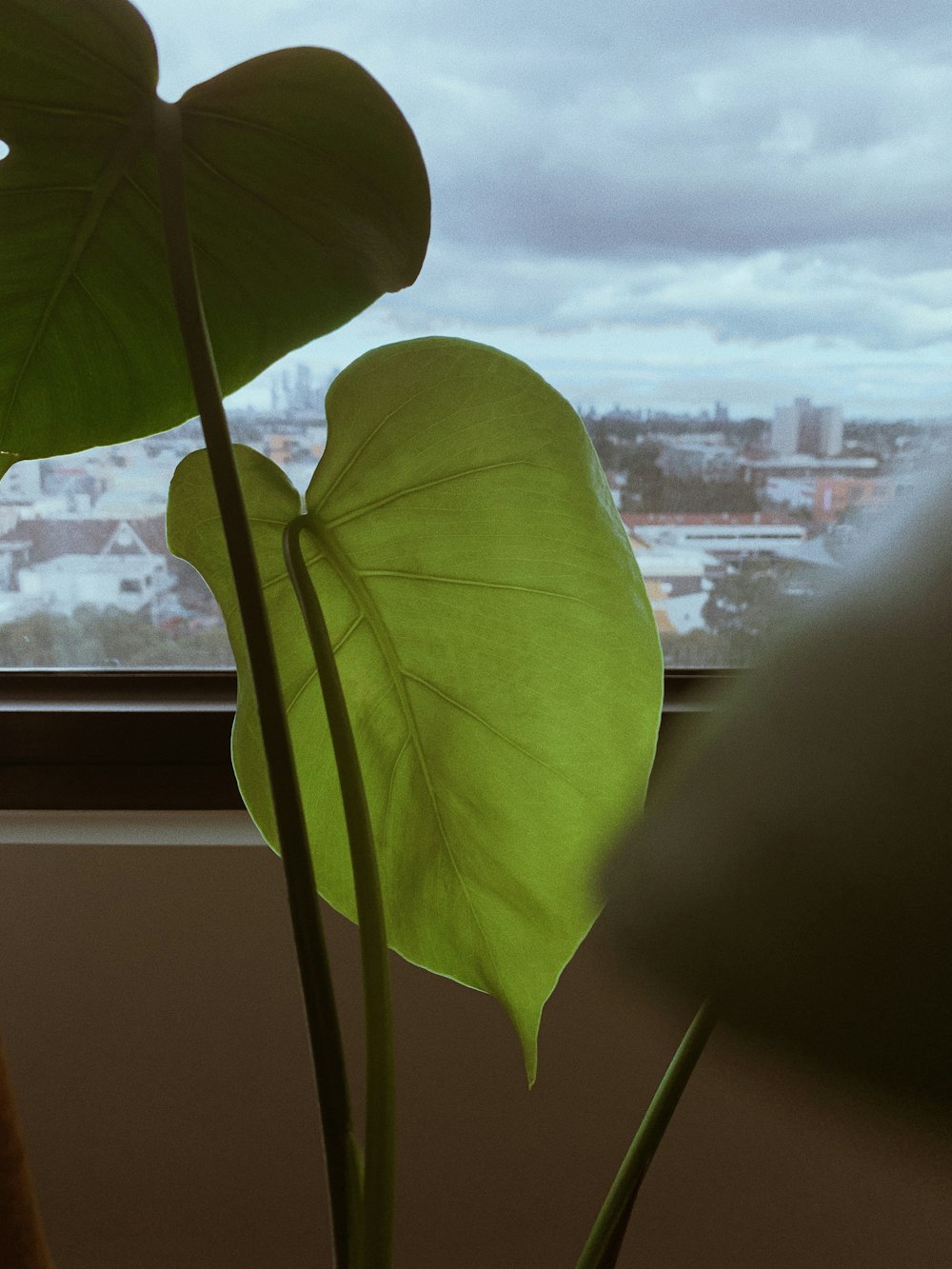 green leaf plant near window