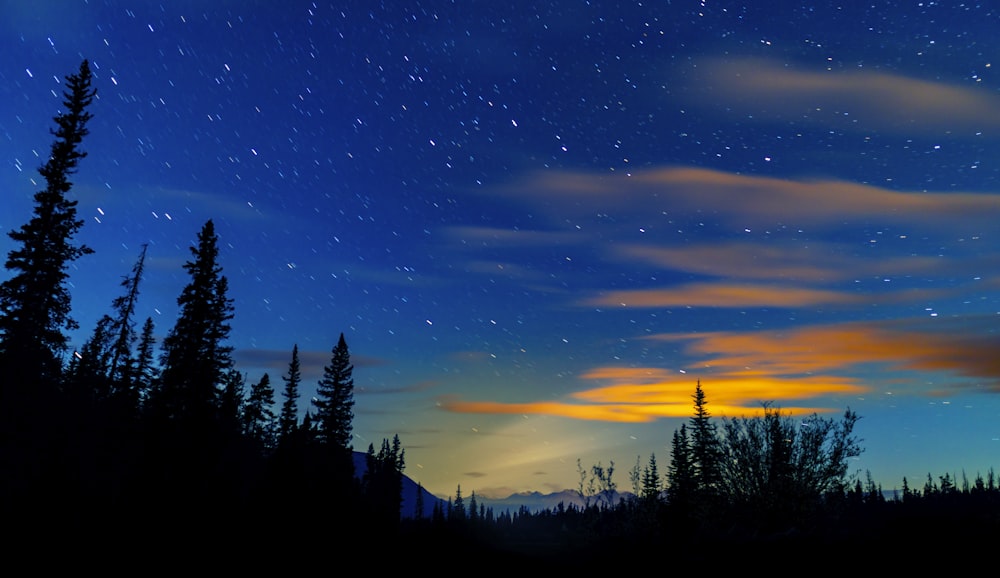 silhouette of trees under blue sky during sunset