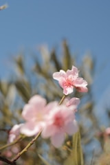 Soft blue sky background with delicate pink flowers in the foreground