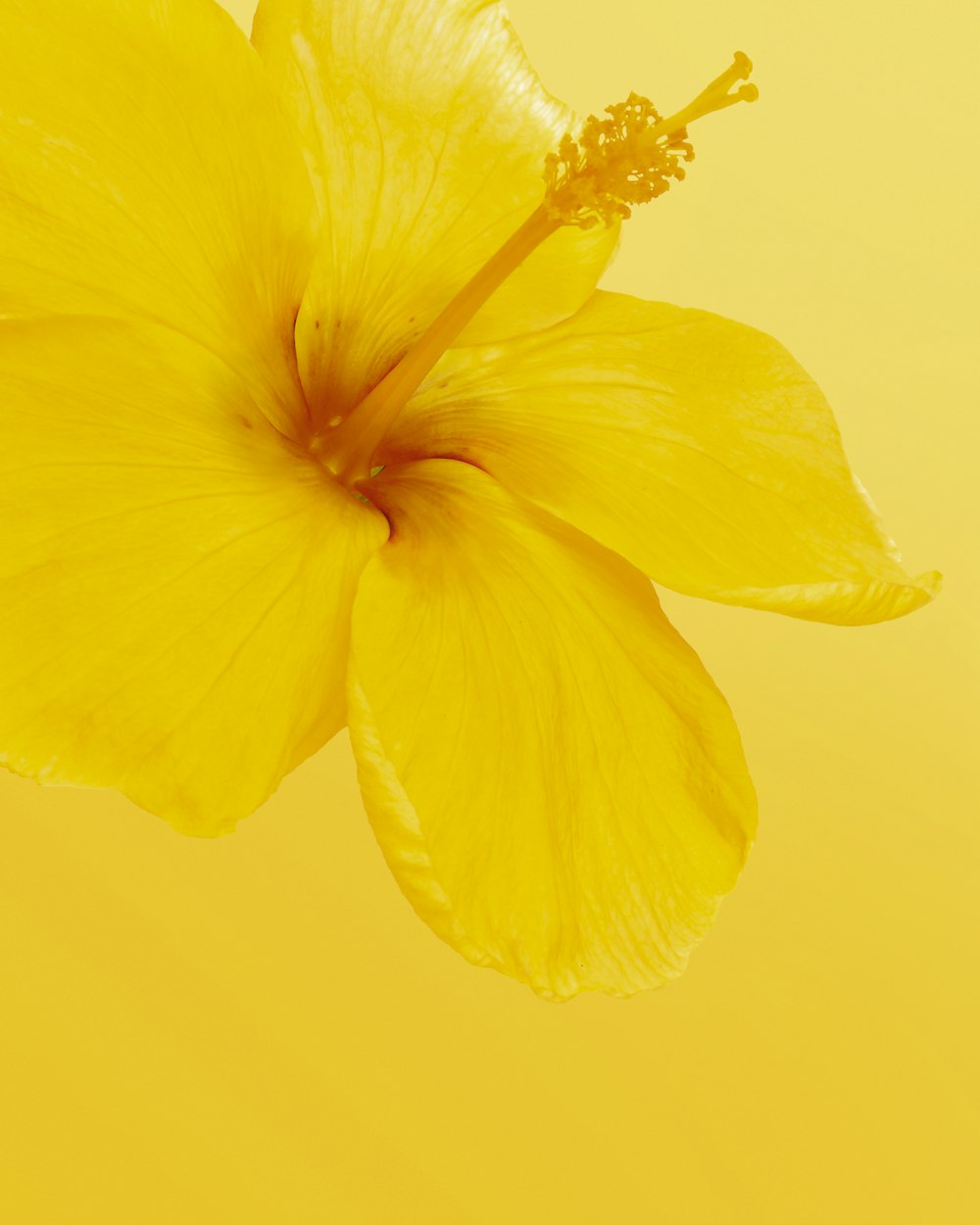 fleur jaune avec fond jaune