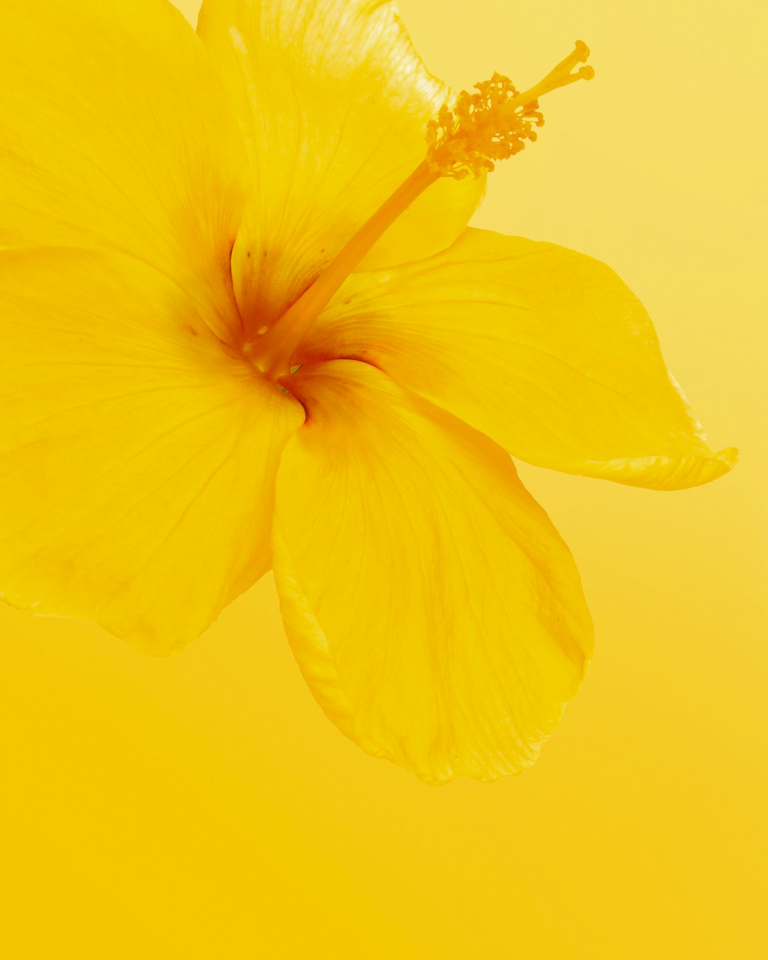 yellow flower with yellow background