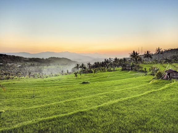 Lush green rice terraces in Bali under soft morning light.