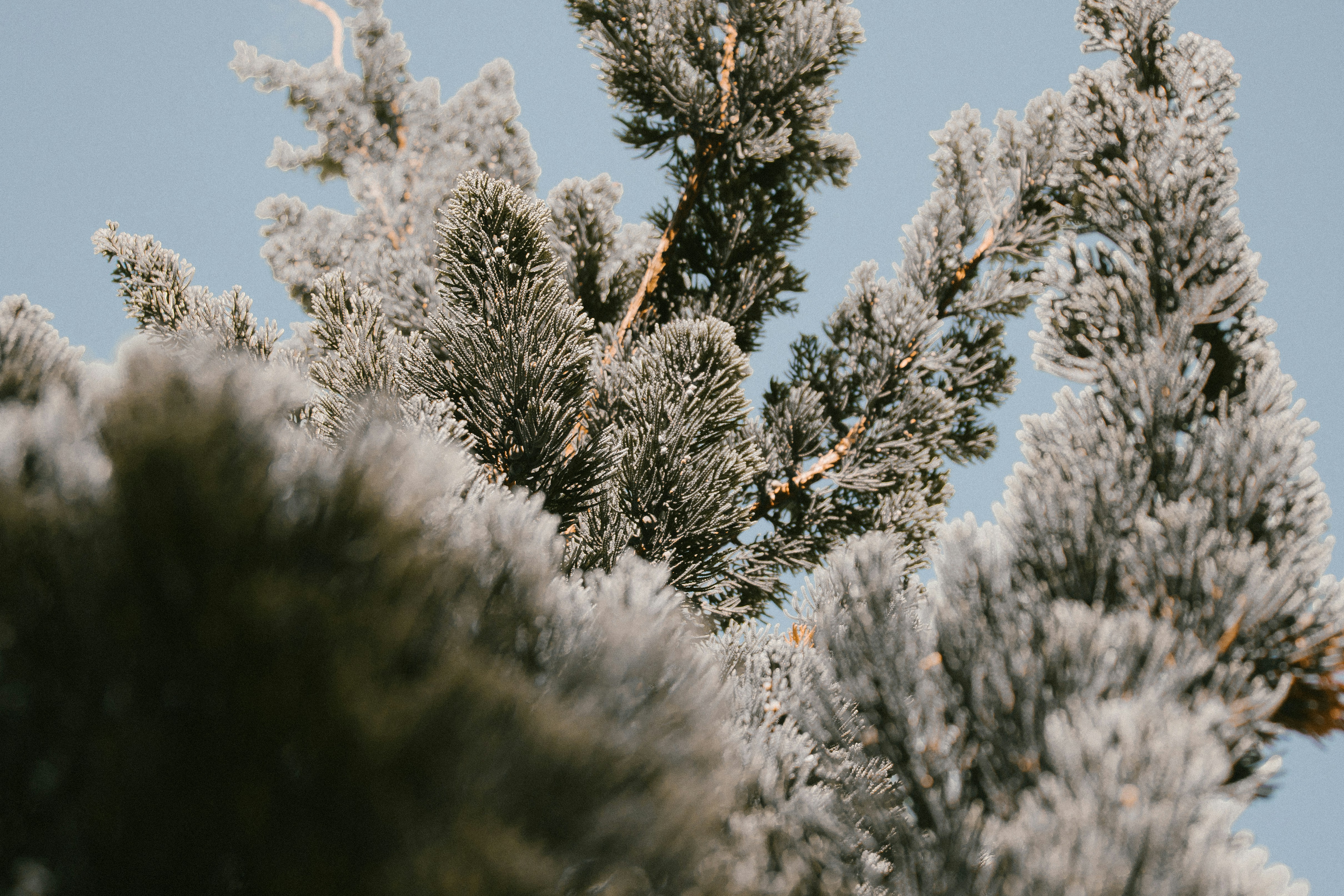 snow covered pine tree during daytime