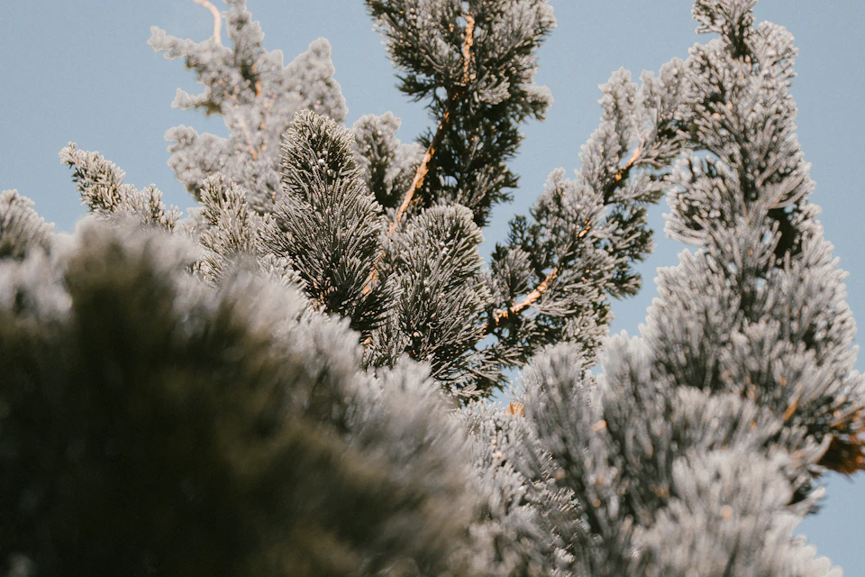 Close-up view of snow-covered pine trees against a clear blue sky with blurred background