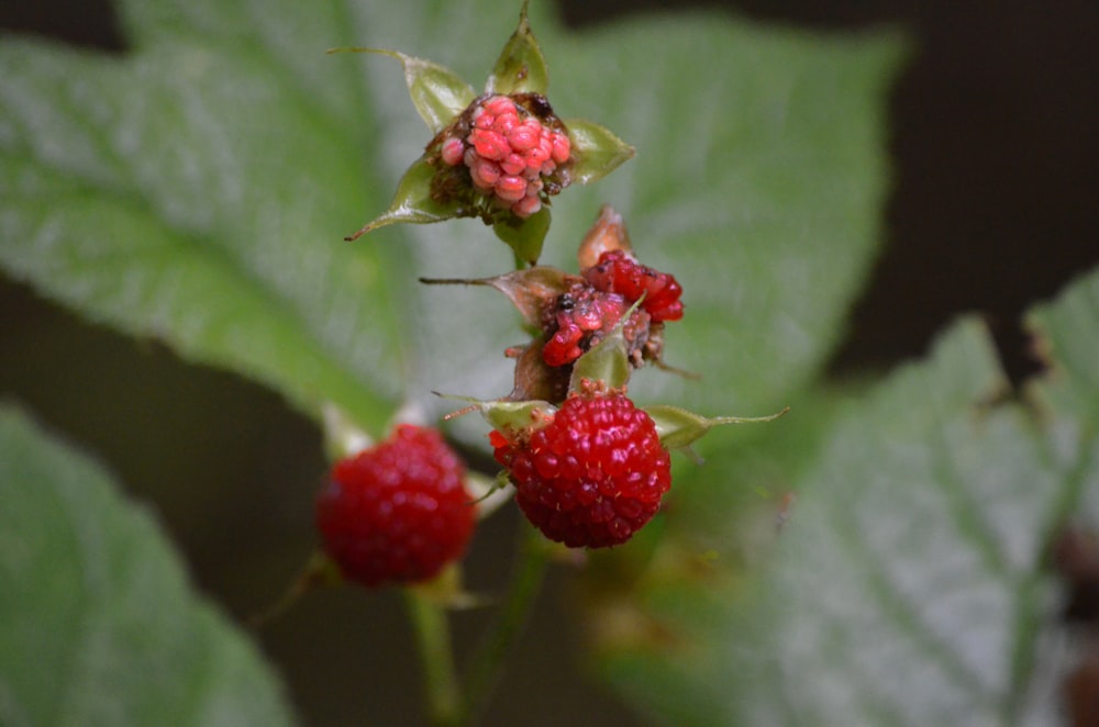 red round fruit on green leaf