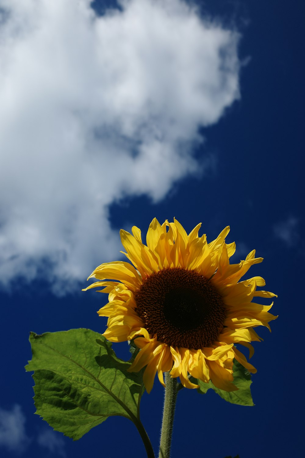 yellow sunflower under white clouds and blue sky during daytime