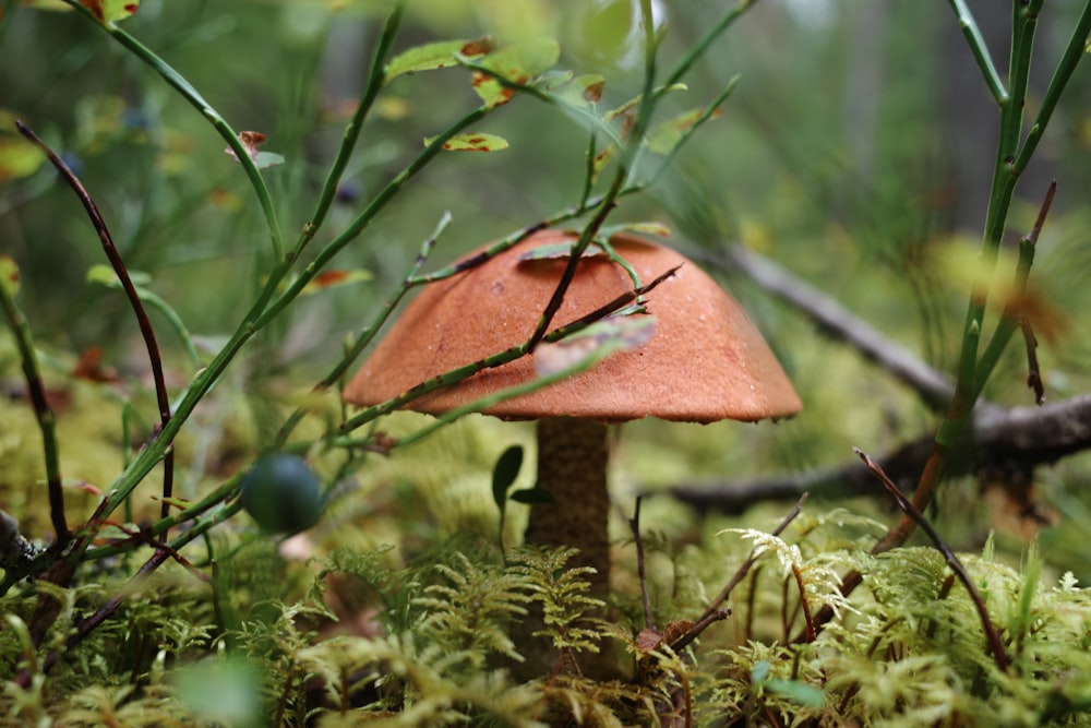 brown mushroom on green grass during daytime