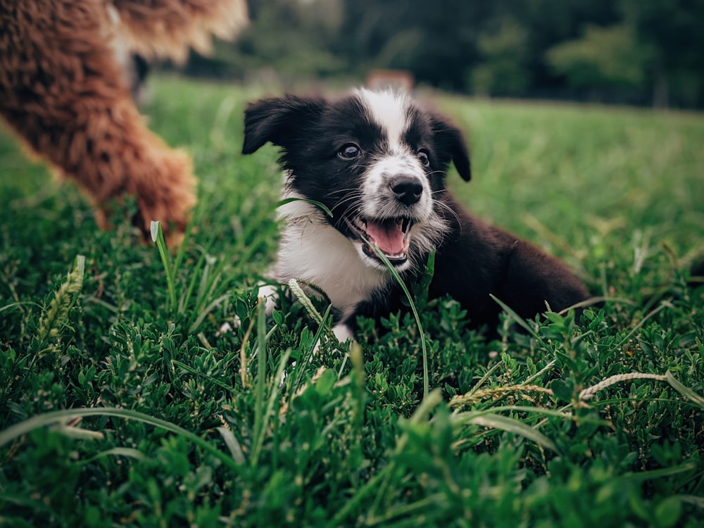 black and white border collie puppy on green grass field during daytime