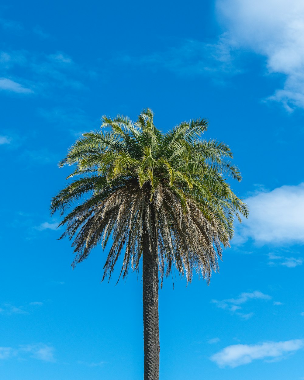 green palm tree under blue sky during daytime