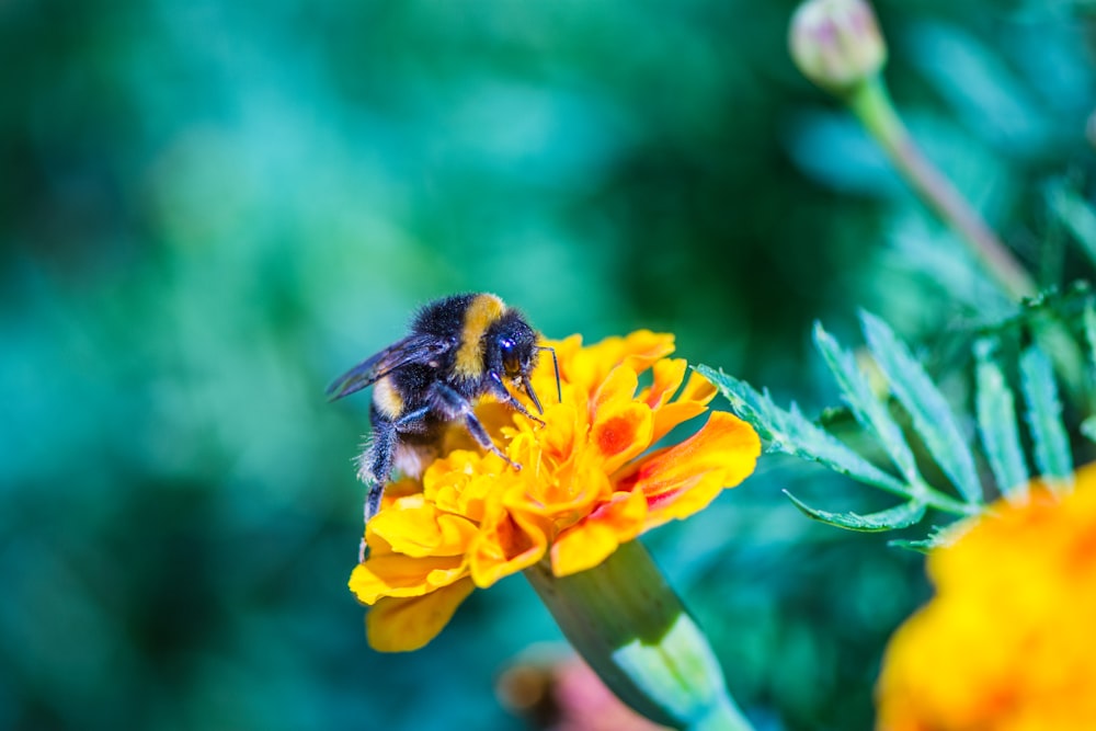 black and brown bee on yellow flower