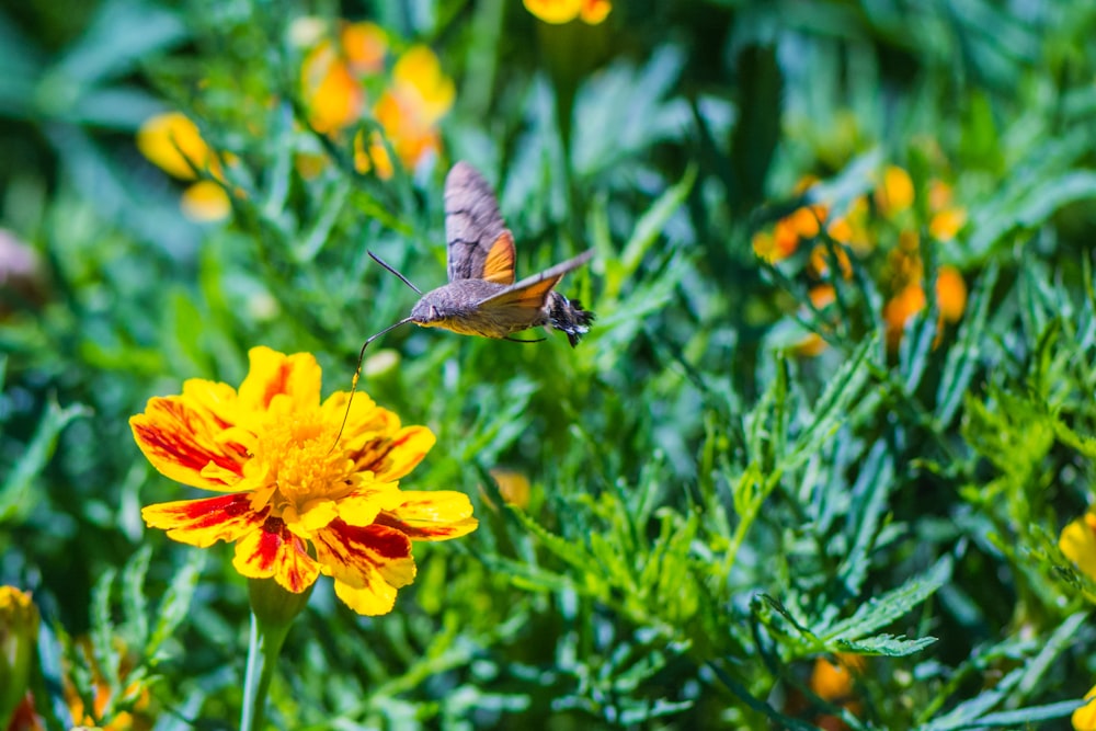 brown and black butterfly on yellow flower