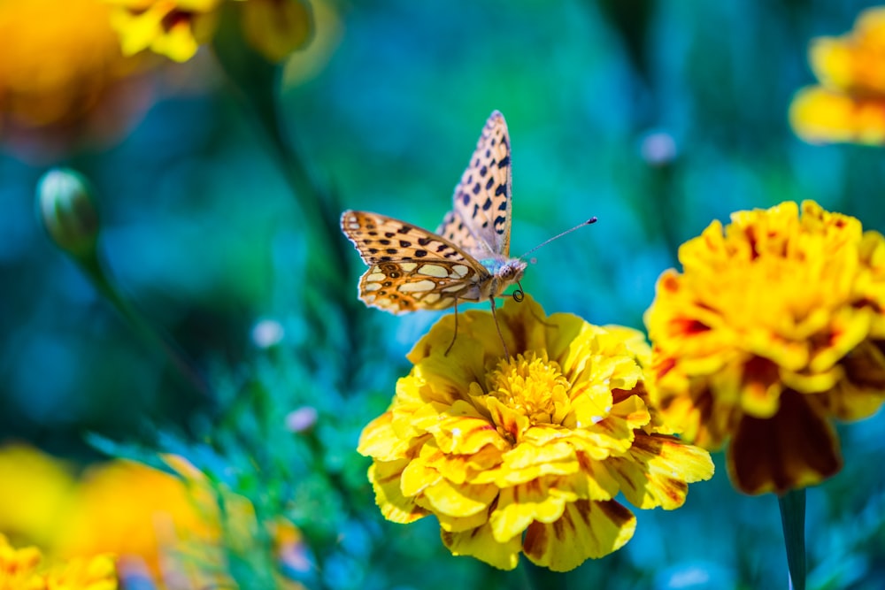 blue and white butterfly perched on yellow flower in close up photography during daytime