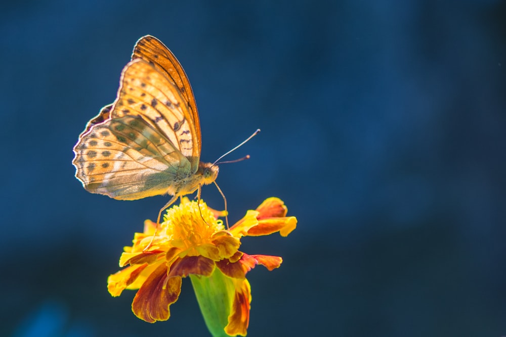 brown and white butterfly perched on yellow flower in close up photography during daytime