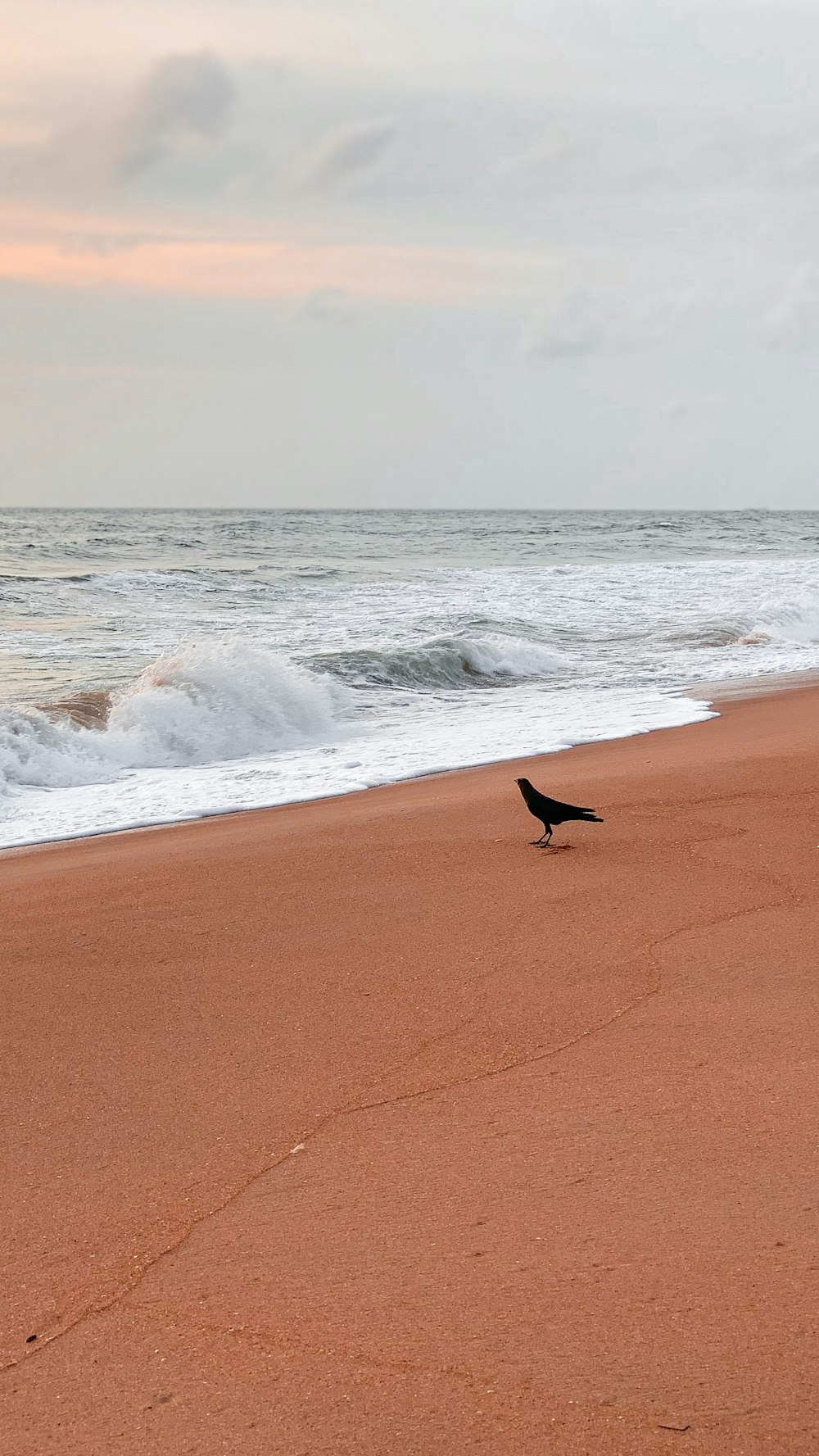 uccello nero su sabbia marrone vicino alle onde del mare durante il giorno