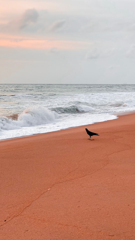 black bird on brown sand near sea waves during daytime in Mount Lavinia Sri Lanka