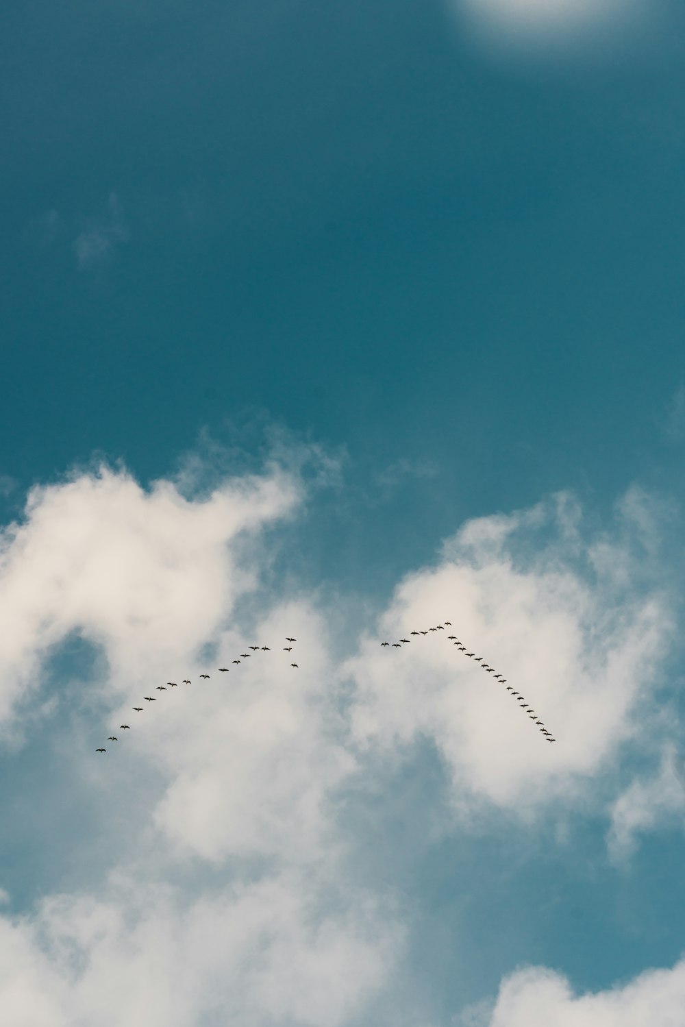 flock of birds flying under blue sky during daytime