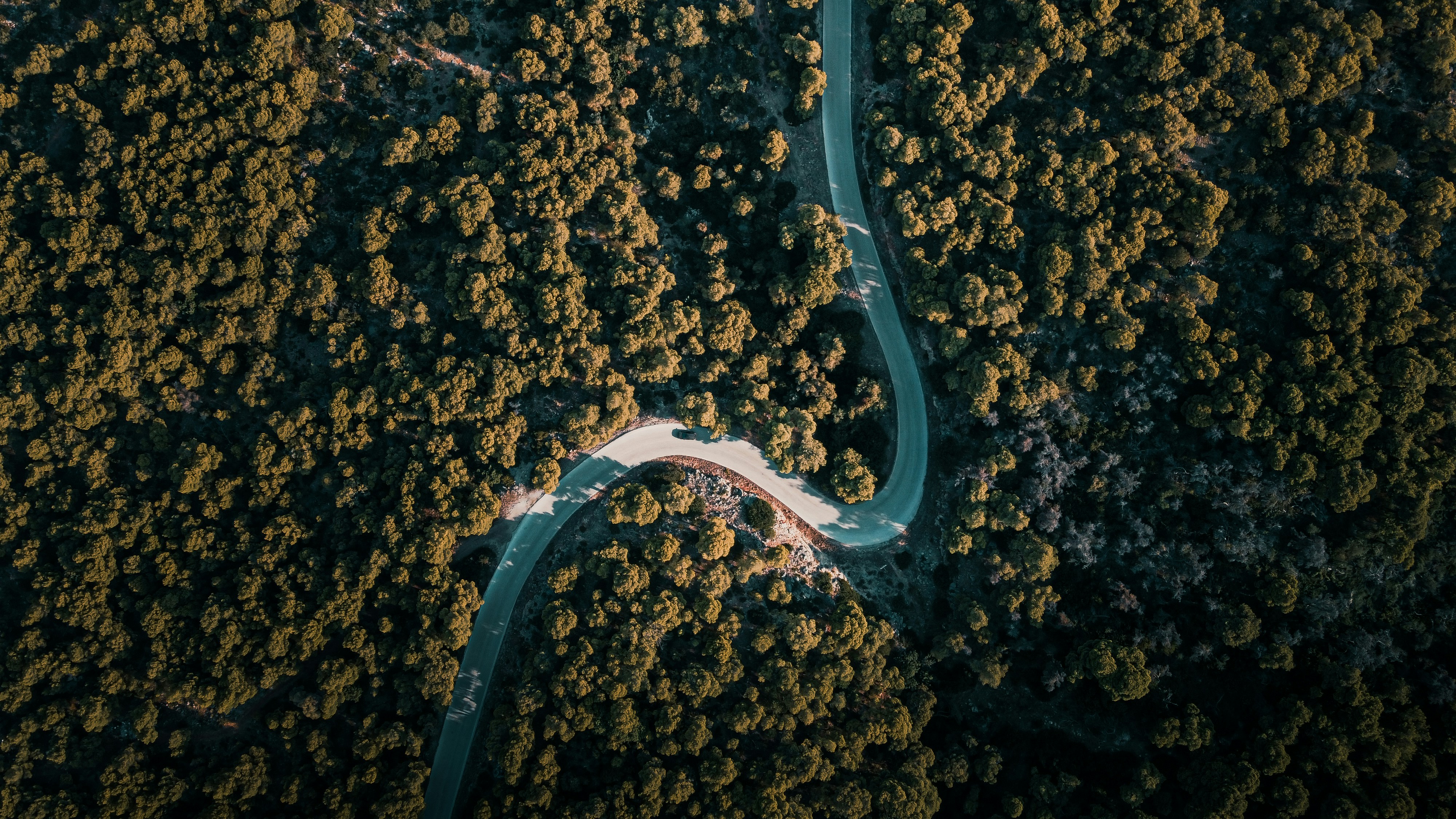 white road in the middle of the forest