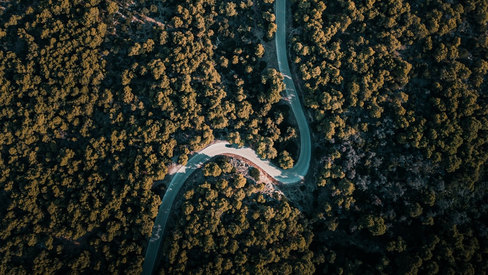 white road in the middle of the forest