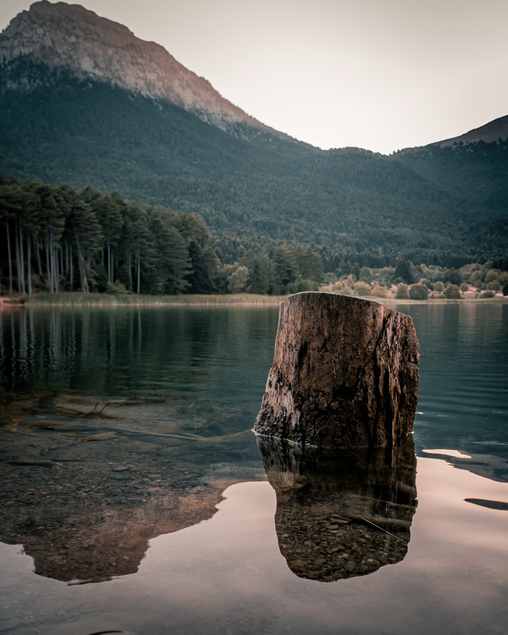 Brauner Baumstamm am See