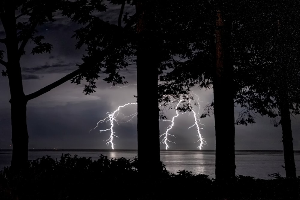 silhouette di alberi vicino allo specchio d'acqua durante la notte