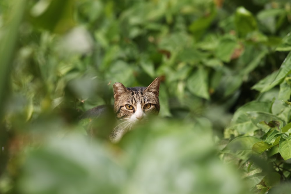 gato atigrado marrón en hierba verde durante el día