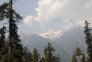 green trees near mountain during daytime