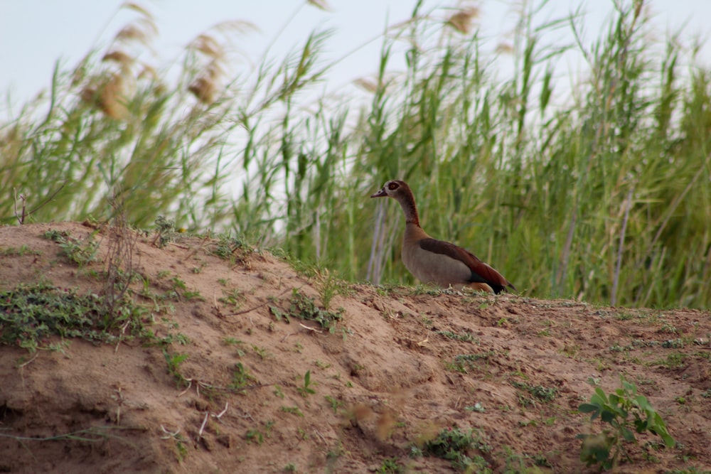 brown and white duck on brown soil