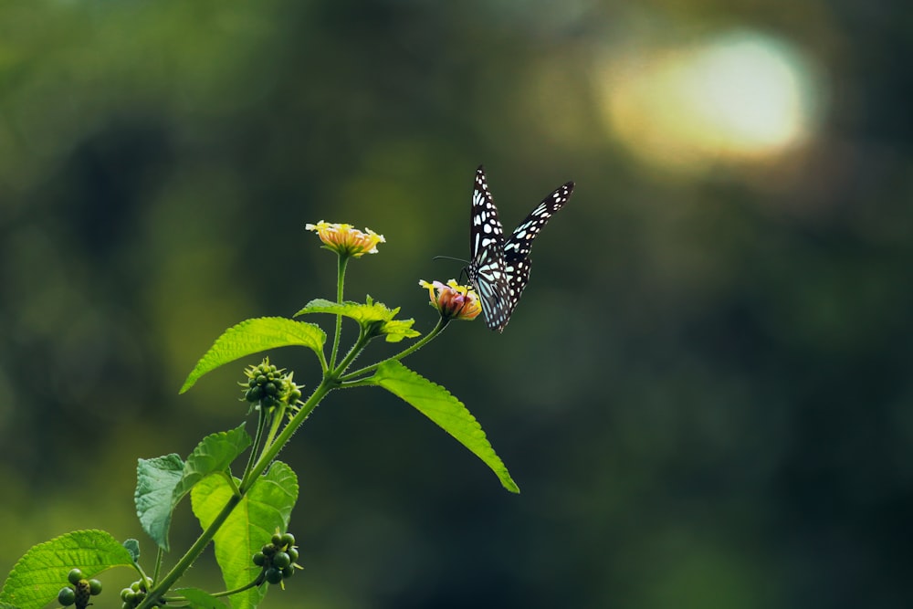 black and yellow butterfly perched on yellow flower in close up photography during daytime