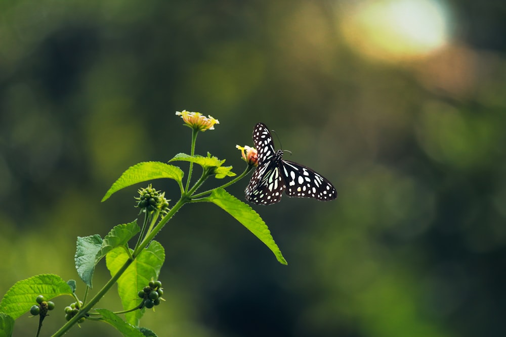 black and white butterfly perched on yellow flower in close up photography during daytime