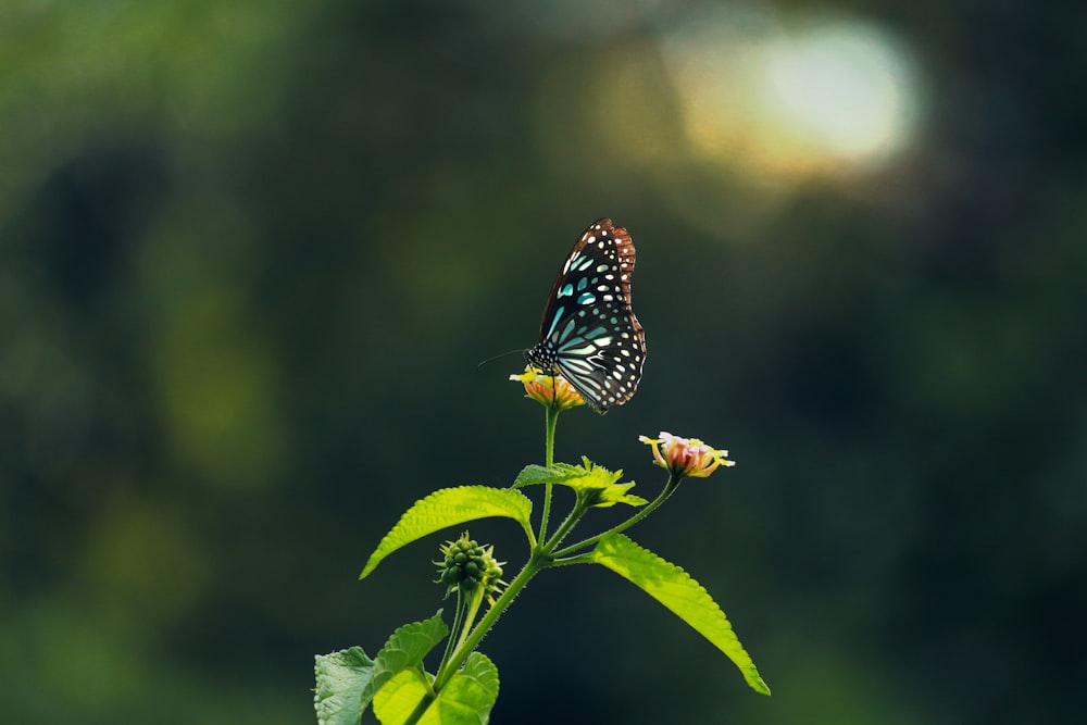 uma borboleta que está sentada em uma flor