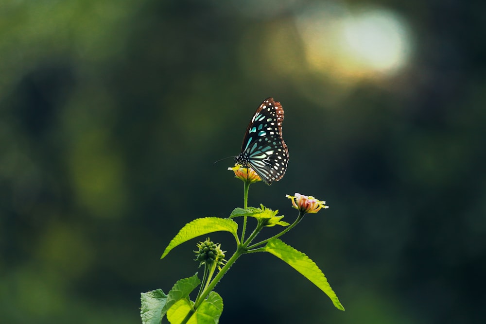 a butterfly that is sitting on a flower