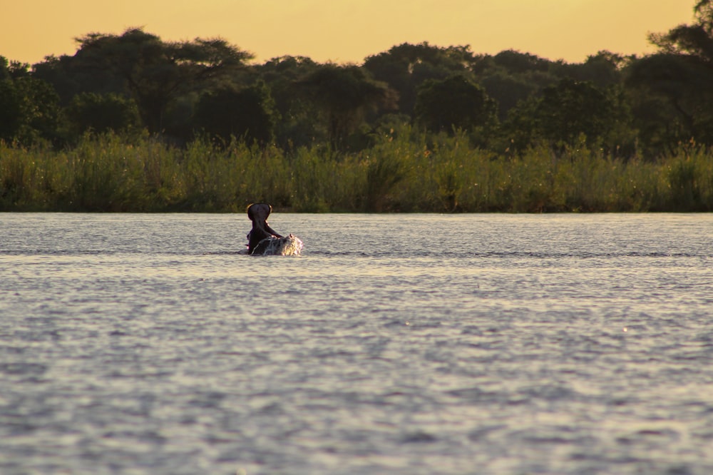 person in black shirt sitting on white surfboard on body of water during daytime