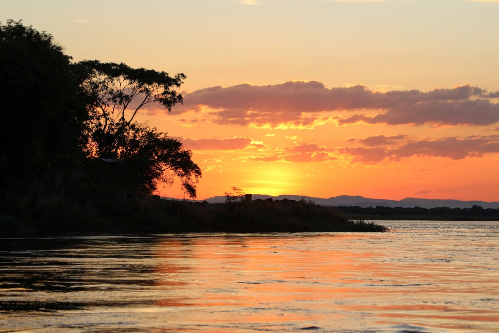 silhouette of trees near body of water during sunset