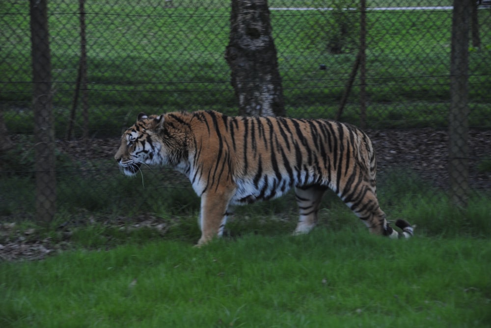 tigre marchant sur un champ d’herbe verte pendant la journée