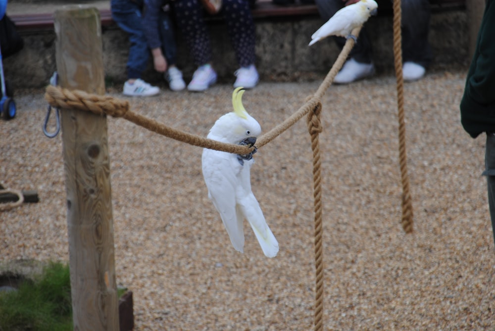 white and yellow bird on brown rope