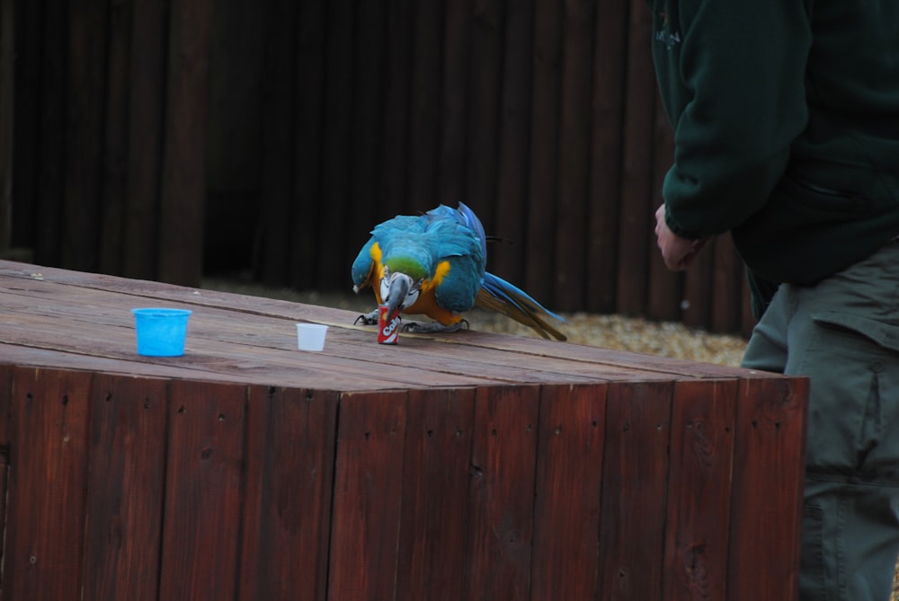 blue and yellow macaw on brown wooden fence