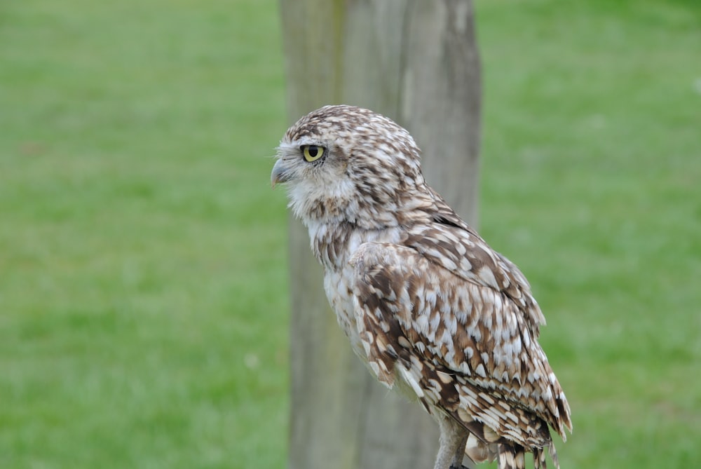 hibou brun perché sur une clôture en bois brun pendant la journée